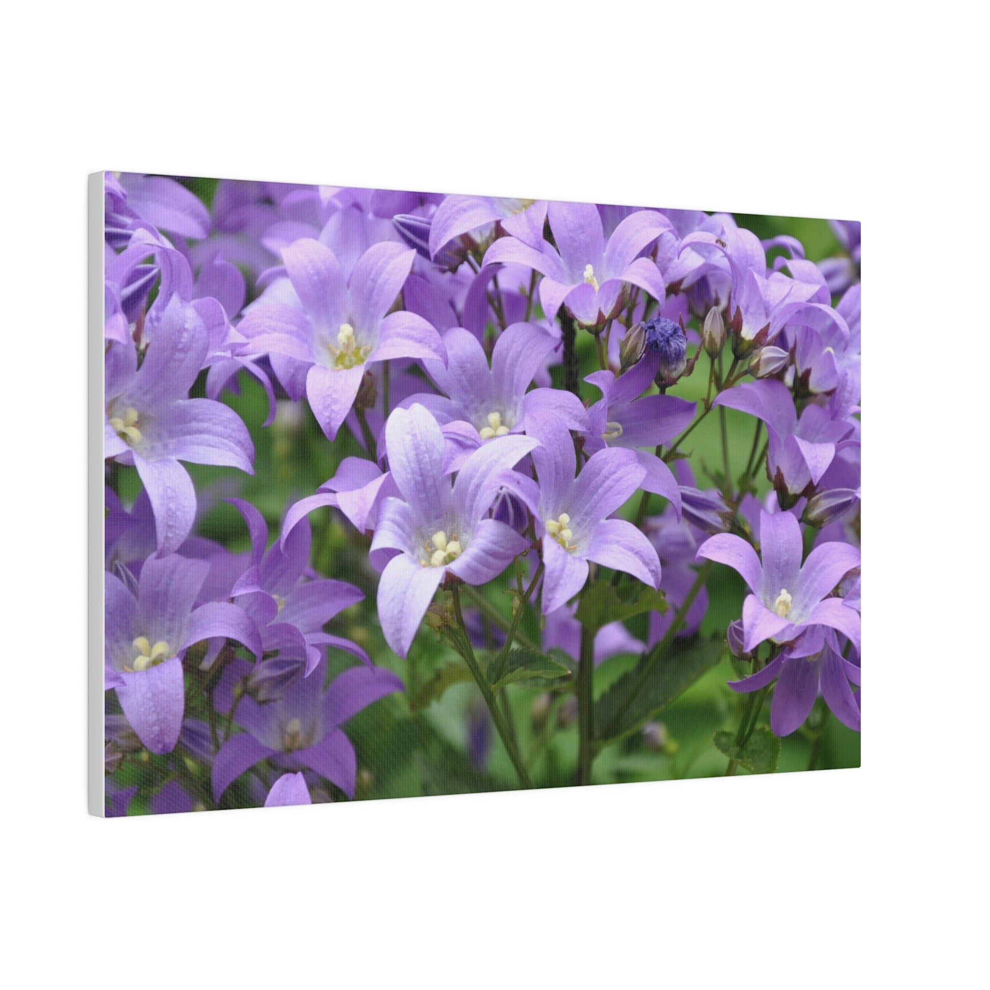 Campanula Lactiflora, Matte Canvas, Stretched, 0.75" - The Trio Synergize Group