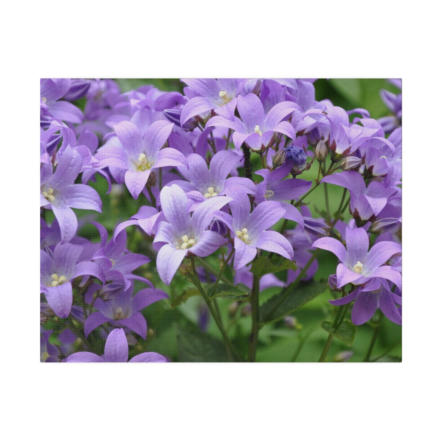 Campanula Lactiflora, Matte Canvas, Stretched, 0.75" - The Trio Synergize Group