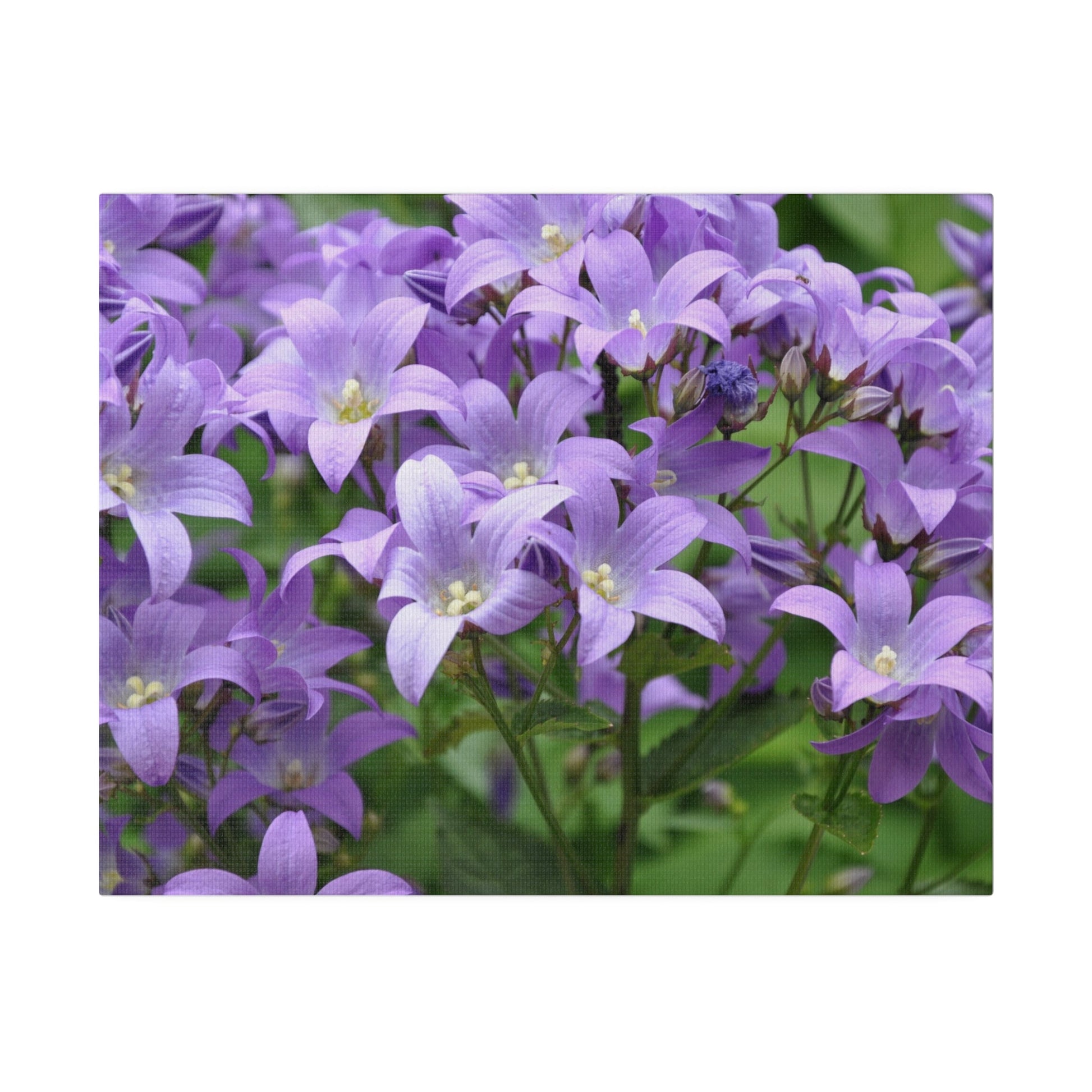 Campanula Lactiflora, Matte Canvas, Stretched, 0.75" - The Trio Synergize Group