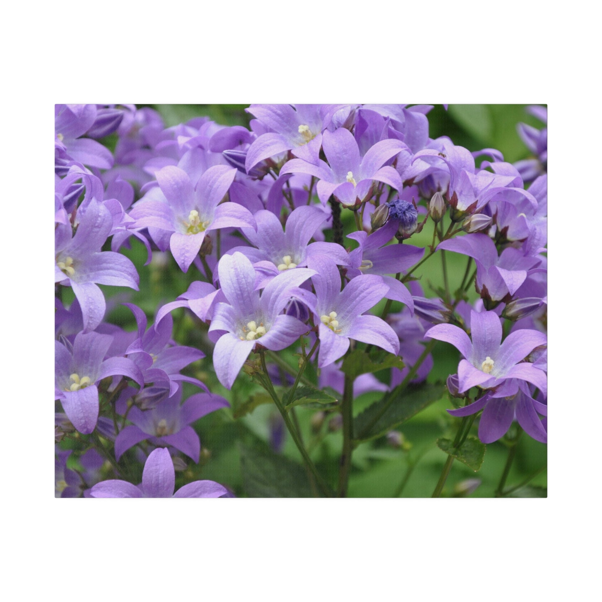 Purple Cluster Of Campanula Lactiflora Close Up Canvas - The Trio Synergize Group