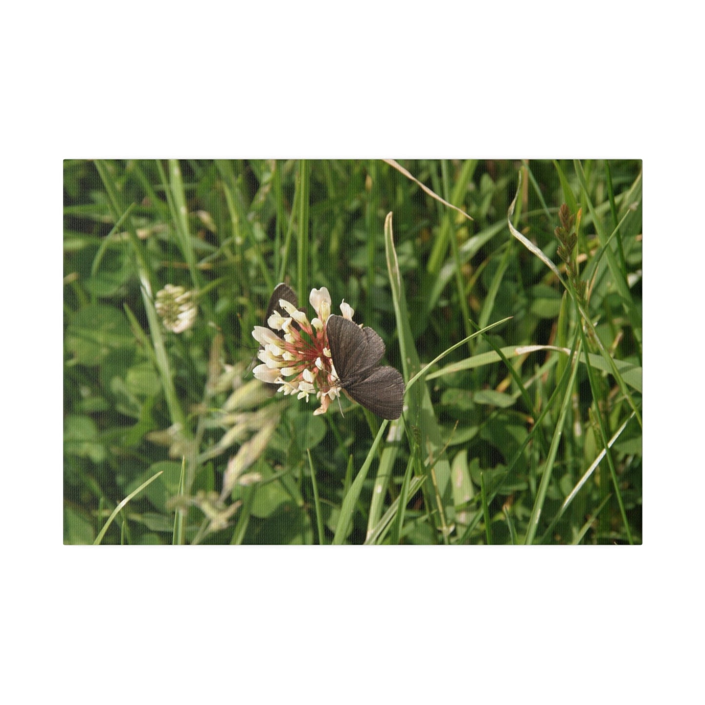 Chimney Sweeper Butterfly, On Flower, Matte Canvas, Stretched, 0.75" - The Trio Synergize Group