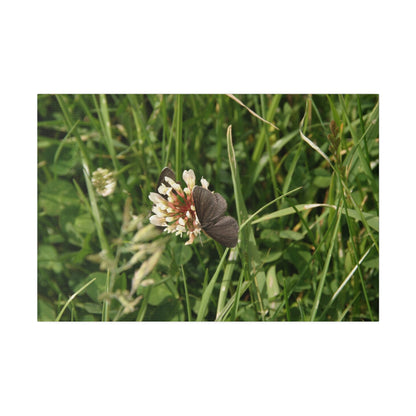 Chimney Sweeper Butterfly, On Flower, Matte Canvas, Stretched, 0.75" - The Trio Synergize Group