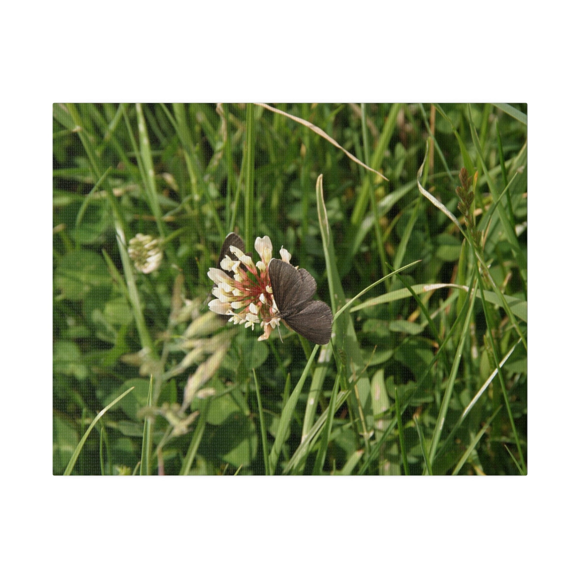 Chimney Sweeper Butterfly, On Flower, Matte Canvas, Stretched, 0.75" - The Trio Synergize Group