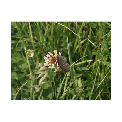 Chimney Sweeper Butterfly, On Flower, Matte Canvas, Stretched, 0.75" - The Trio Synergize Group