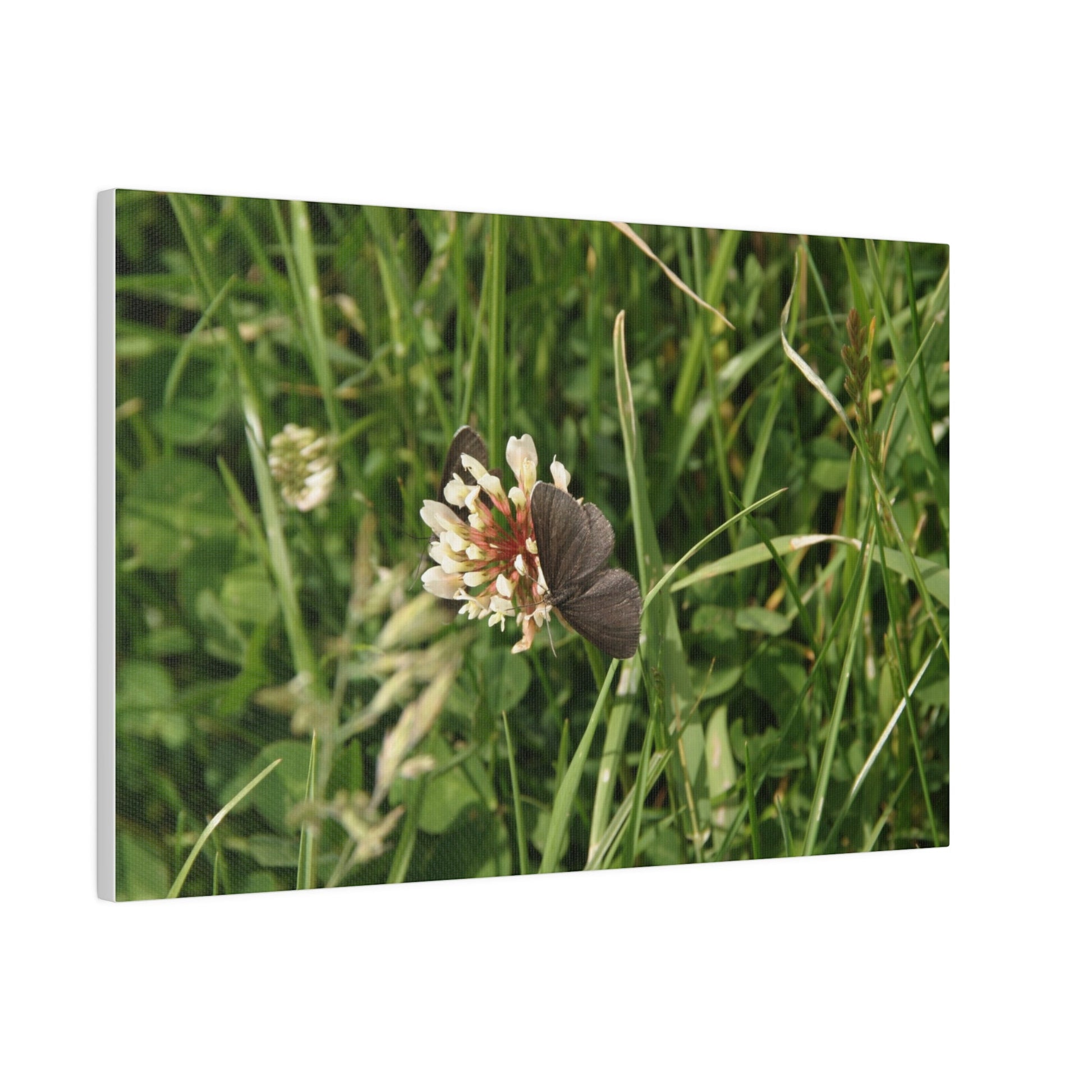 Chimney Sweeper Butterfly, On Flower, Matte Canvas, Stretched, 0.75" - The Trio Synergize Group