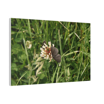 Chimney Sweeper Butterfly, On Flower, Matte Canvas, Stretched, 0.75" - The Trio Synergize Group