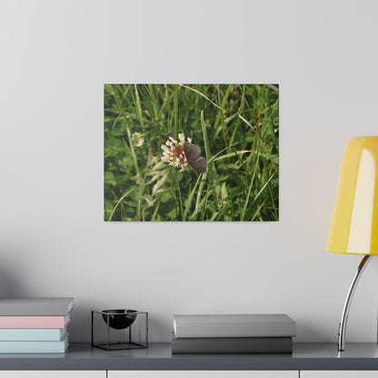 Chimney Sweeper Butterfly, On Flower, Matte Canvas, Stretched, 0.75" - The Trio Synergize Group