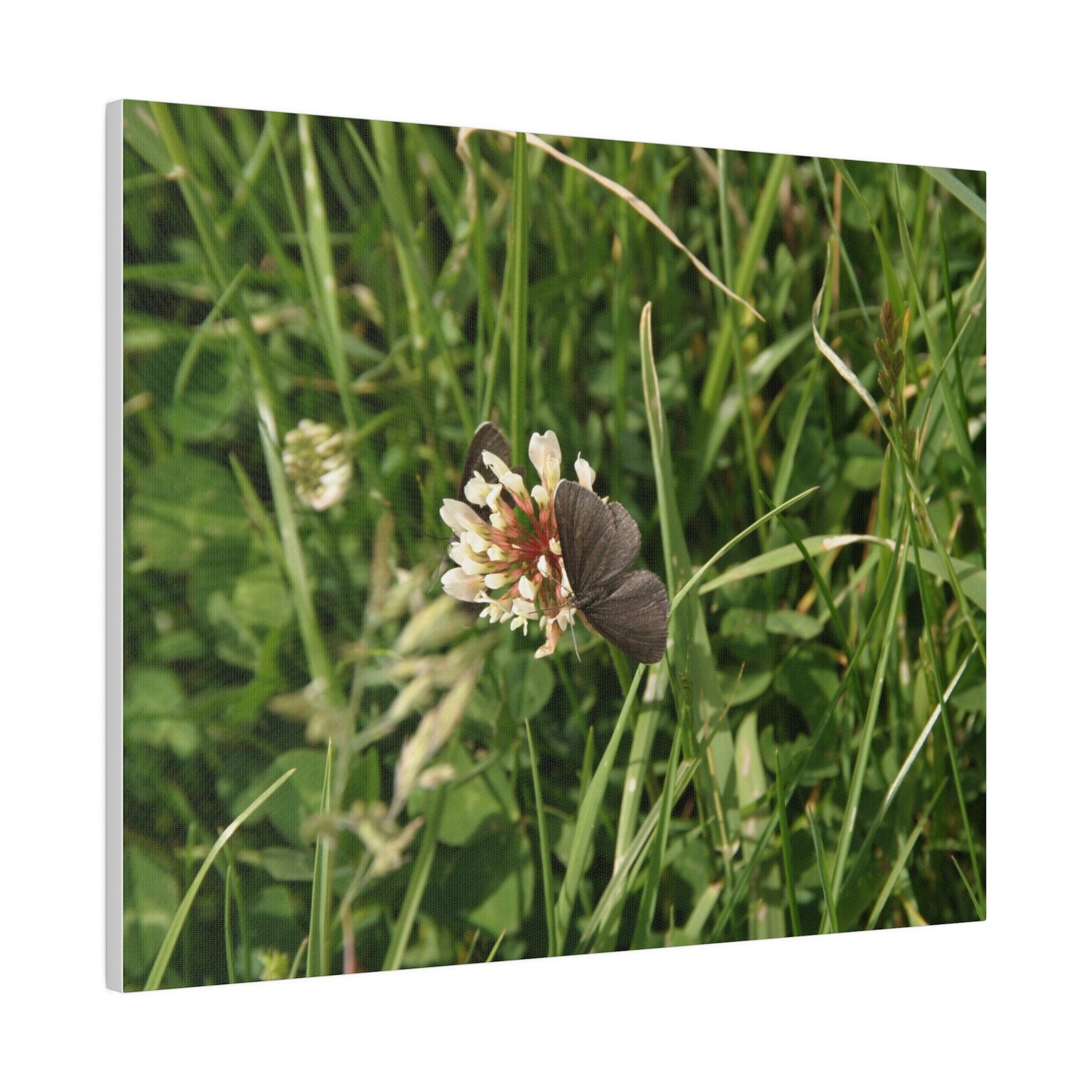 Chimney Sweeper Butterfly, On Flower, Matte Canvas, Stretched, 0.75" - The Trio Synergize Group
