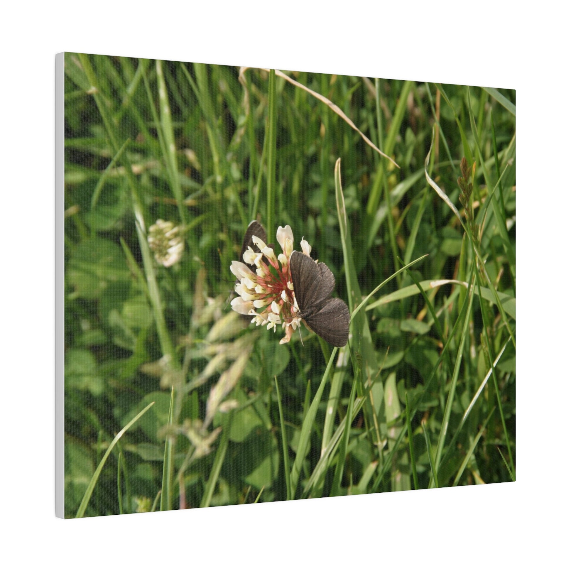 Chimney Sweeper Butterfly, On Flower, Matte Canvas, Stretched, 0.75" - The Trio Synergize Group