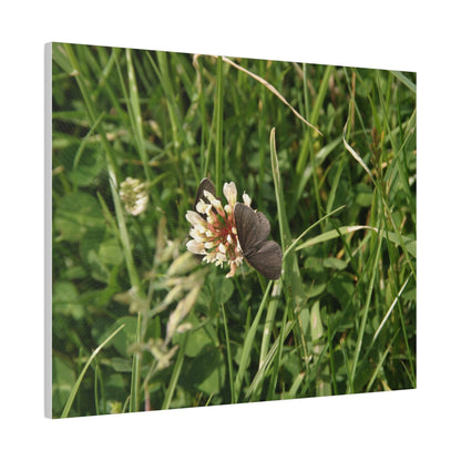 Chimney Sweeper Butterfly, On Flower, Matte Canvas, Stretched, 0.75" - The Trio Synergize Group