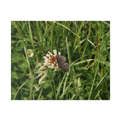 Chimney Sweeper Butterfly, On Flower, Matte Canvas, Stretched, 0.75" - The Trio Synergize Group