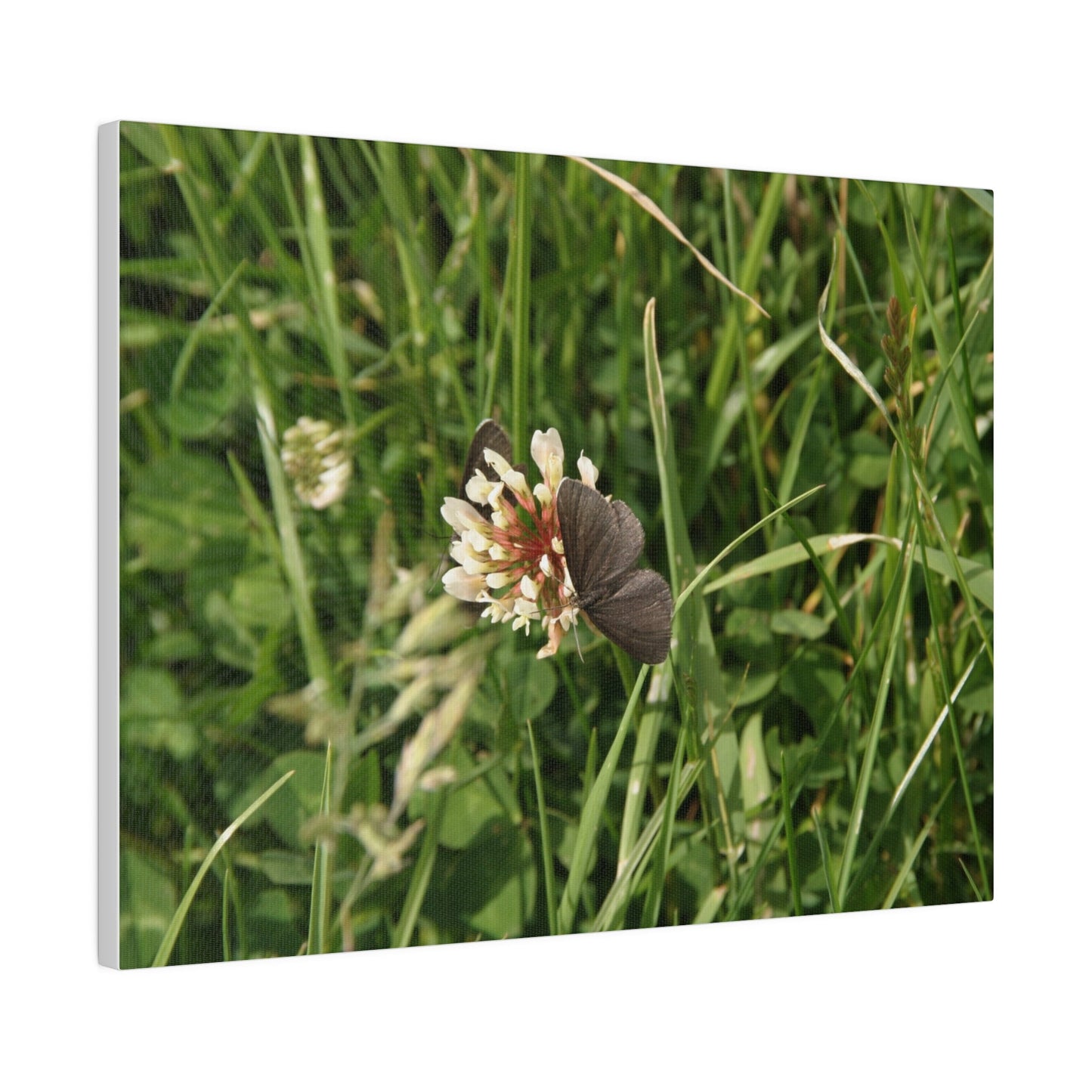Chimney Sweeper Butterfly, On Flower, Matte Canvas, Stretched, 0.75" - The Trio Synergize Group