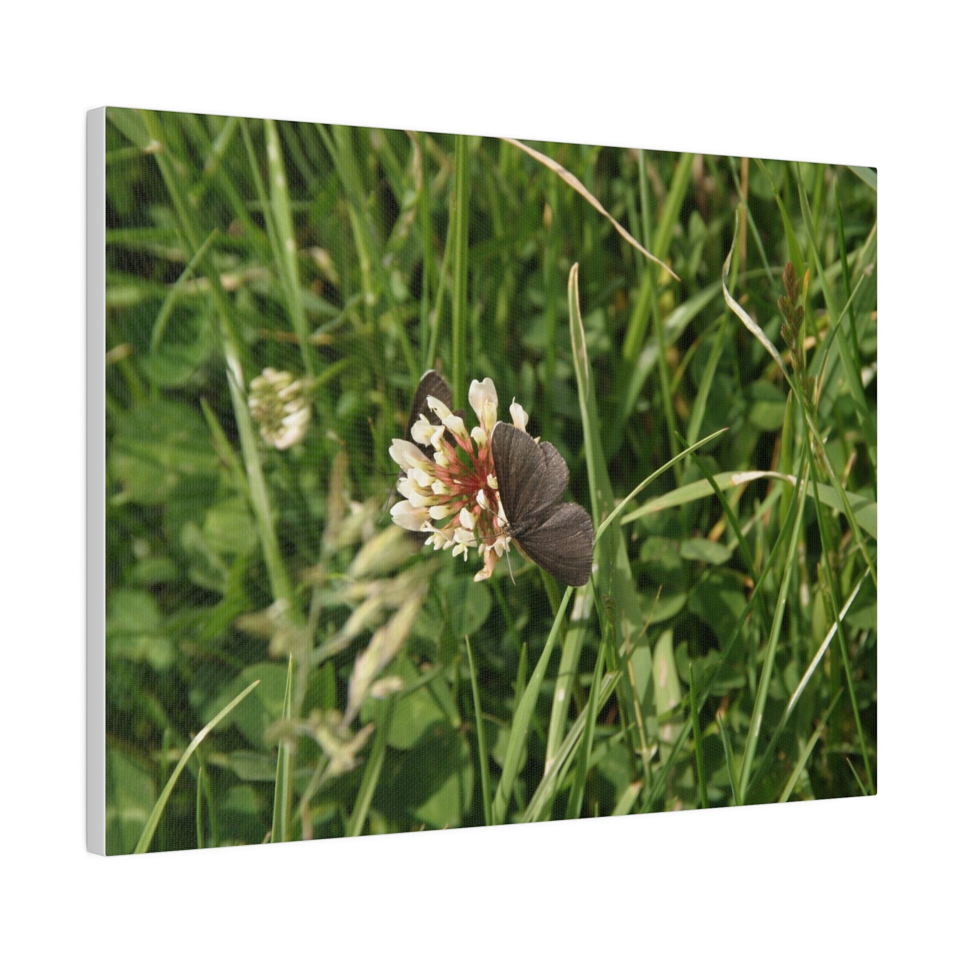 Chimney Sweeper Butterfly, On Flower, Matte Canvas, Stretched, 0.75" - The Trio Synergize Group
