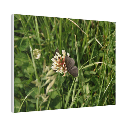 Chimney Sweeper Butterfly, On Flower, Matte Canvas, Stretched, 0.75" - The Trio Synergize Group