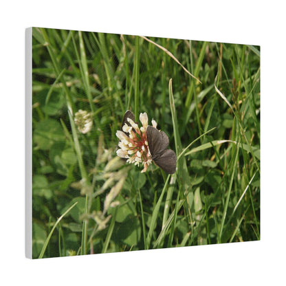 Chimney Sweeper Butterfly, On Flower, Matte Canvas, Stretched, 0.75" - The Trio Synergize Group