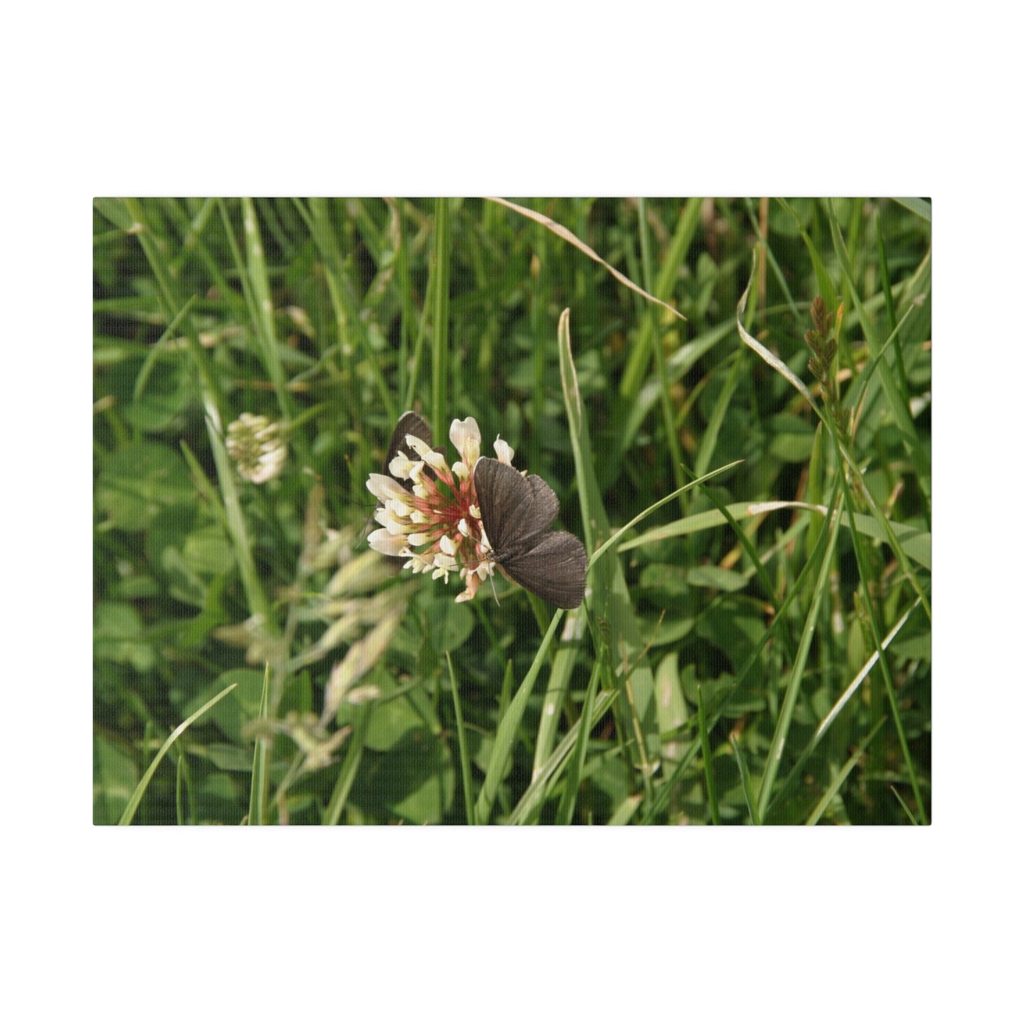 Chimney Sweeper Butterfly, On Flower, Matte Canvas, Stretched, 0.75" - The Trio Synergize Group