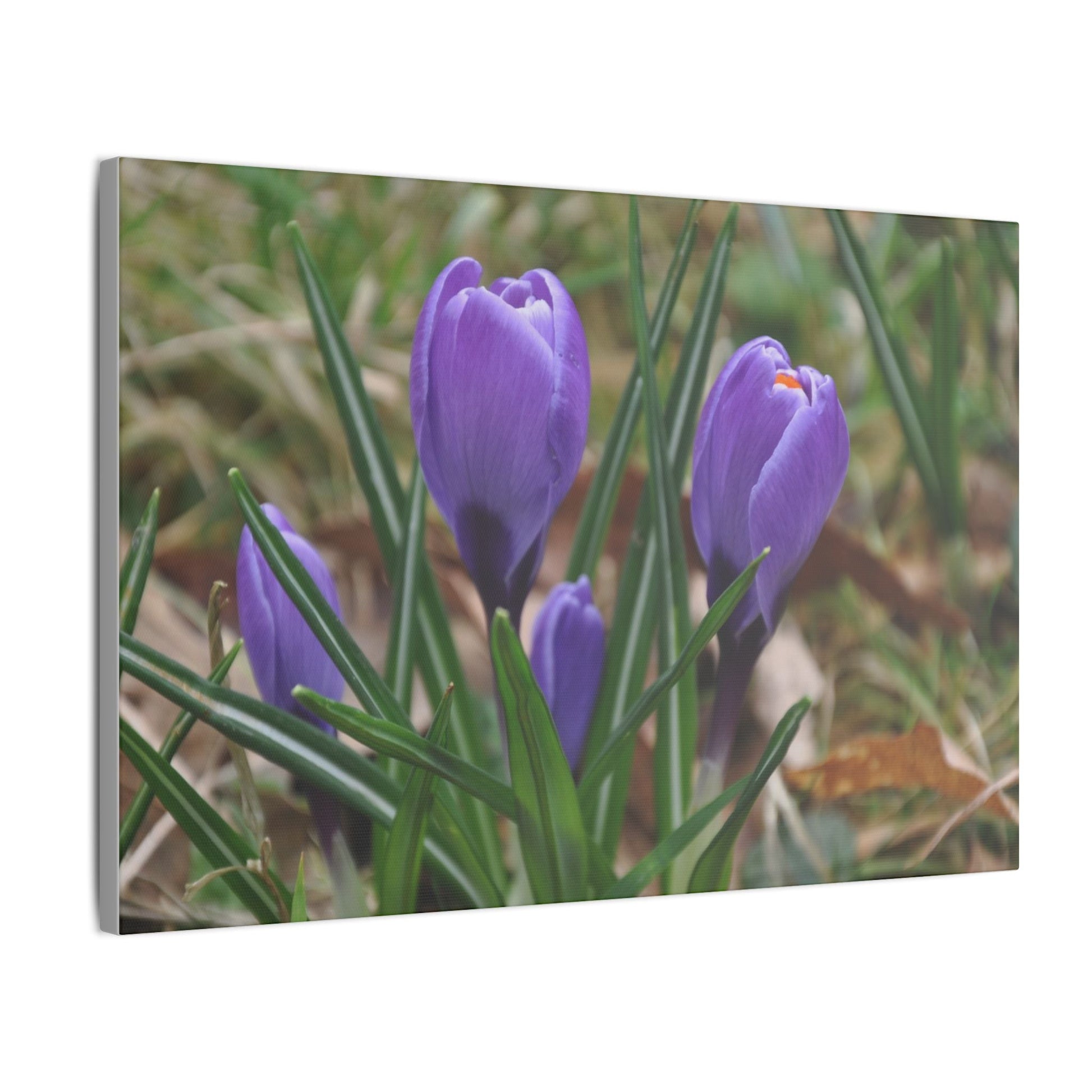 Cluster Of Purple Crocuses Close Up Canvas - The Trio Synergize Group