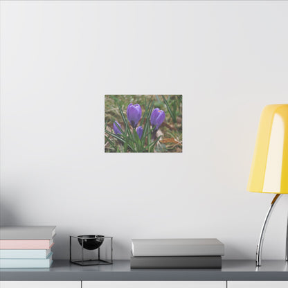 Cluster Of Purple Crocuses Close Up Canvas - The Trio Synergize Group