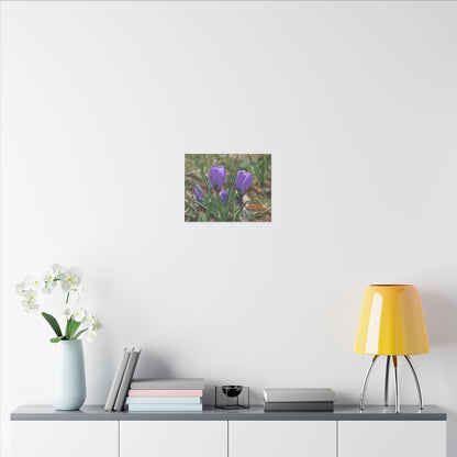 Cluster Of Purple Crocuses Close Up Canvas - The Trio Synergize Group