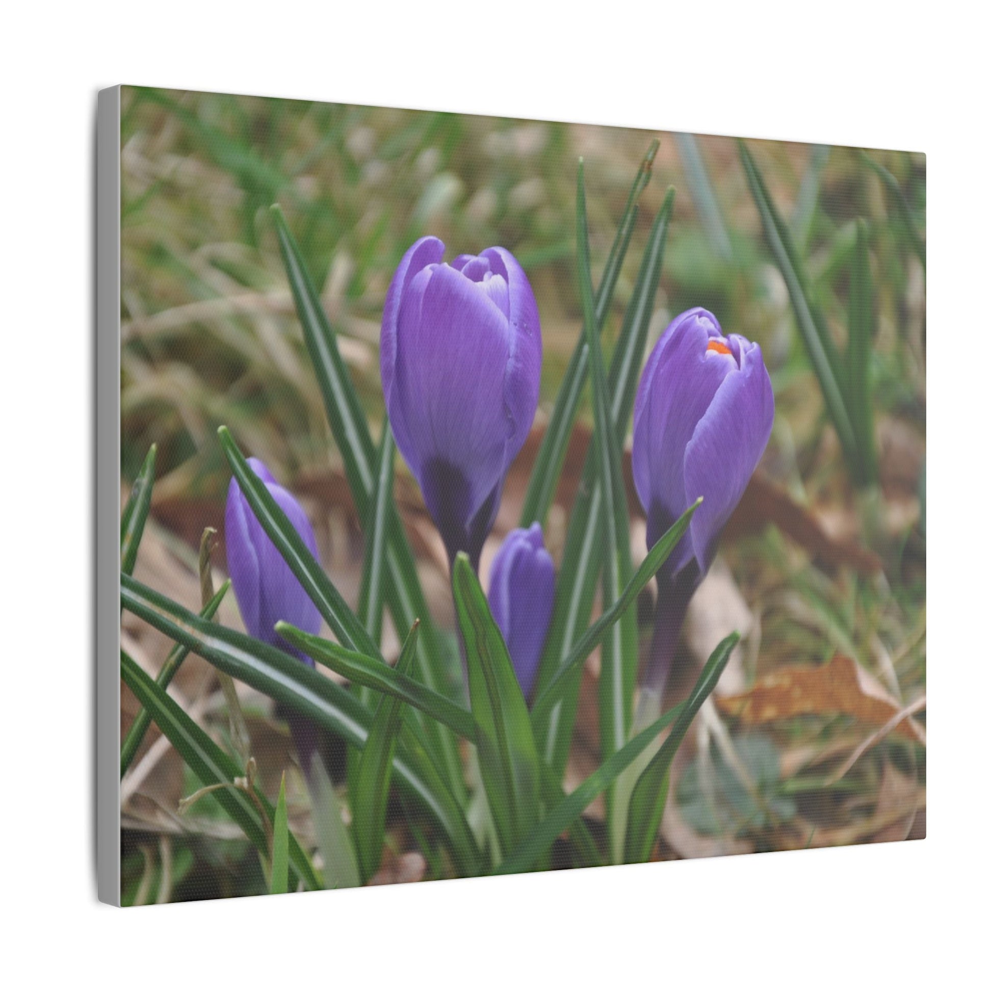 Cluster Of Purple Crocuses Close Up Canvas - The Trio Synergize Group