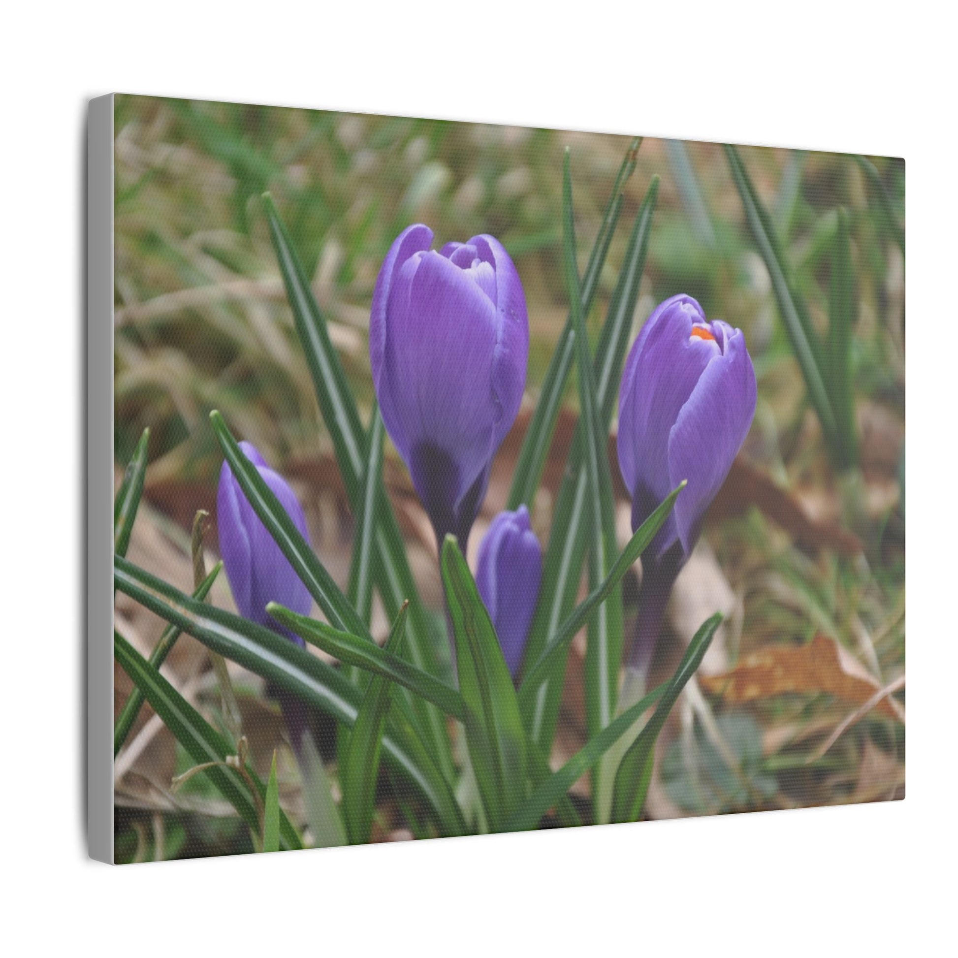 Cluster Of Purple Crocuses Close Up Canvas - The Trio Synergize Group