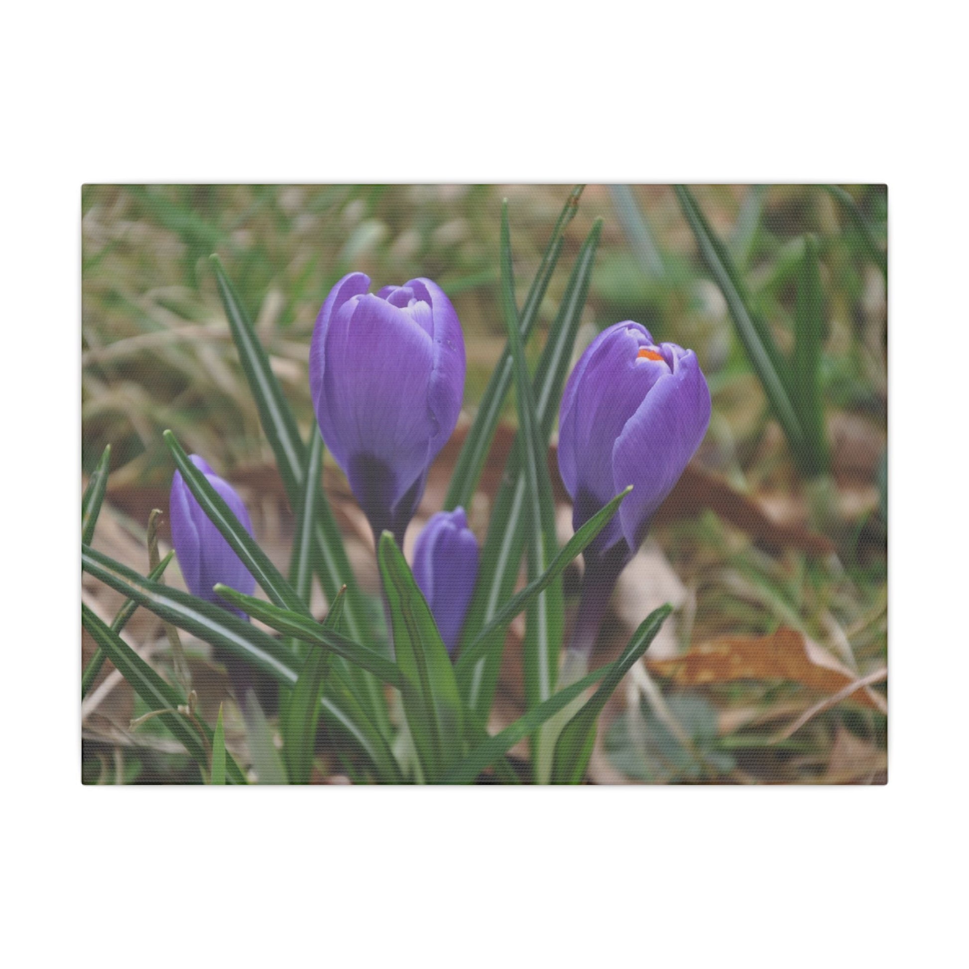 Cluster Of Purple Crocuses Close Up Canvas - The Trio Synergize Group