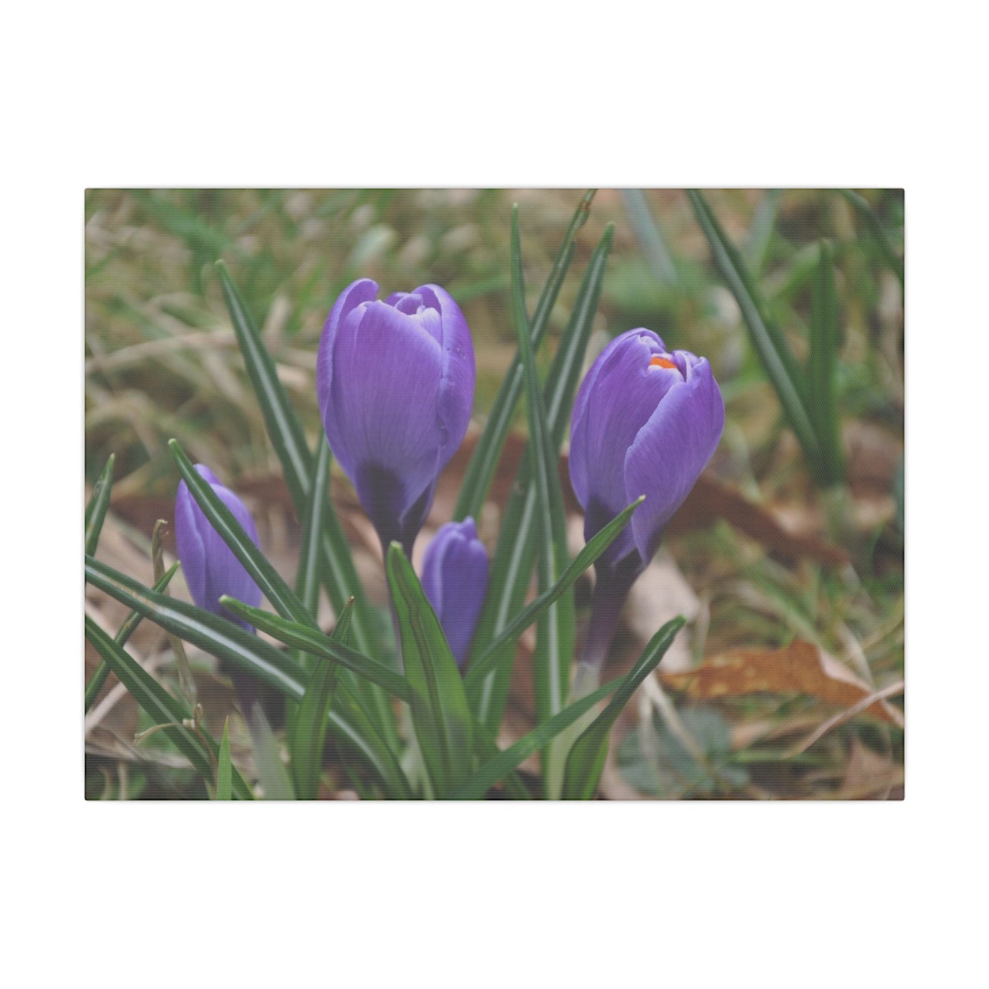 Cluster Of Purple Crocuses Close Up Canvas - The Trio Synergize Group