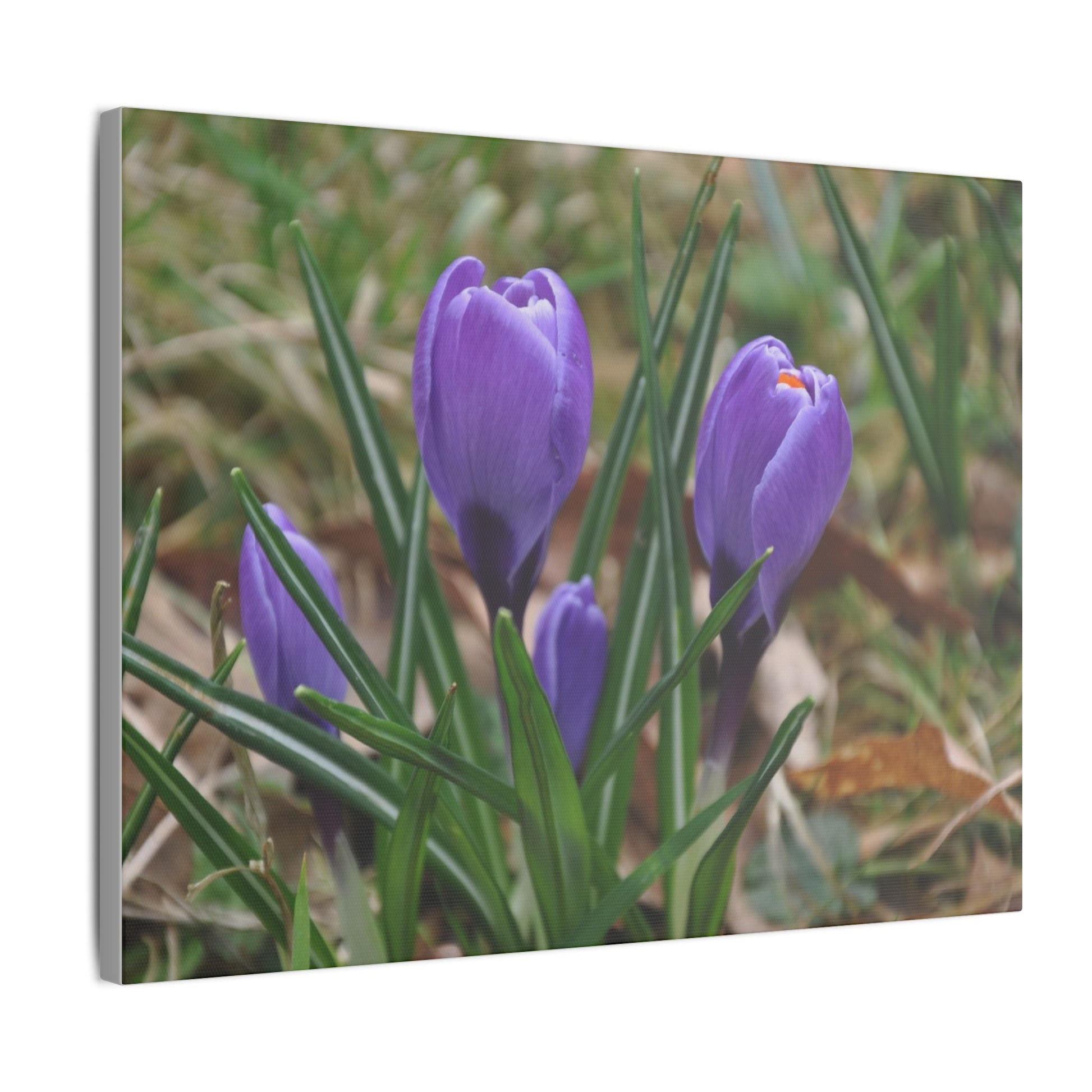 Cluster Of Purple Crocuses Close Up Canvas - The Trio Synergize Group