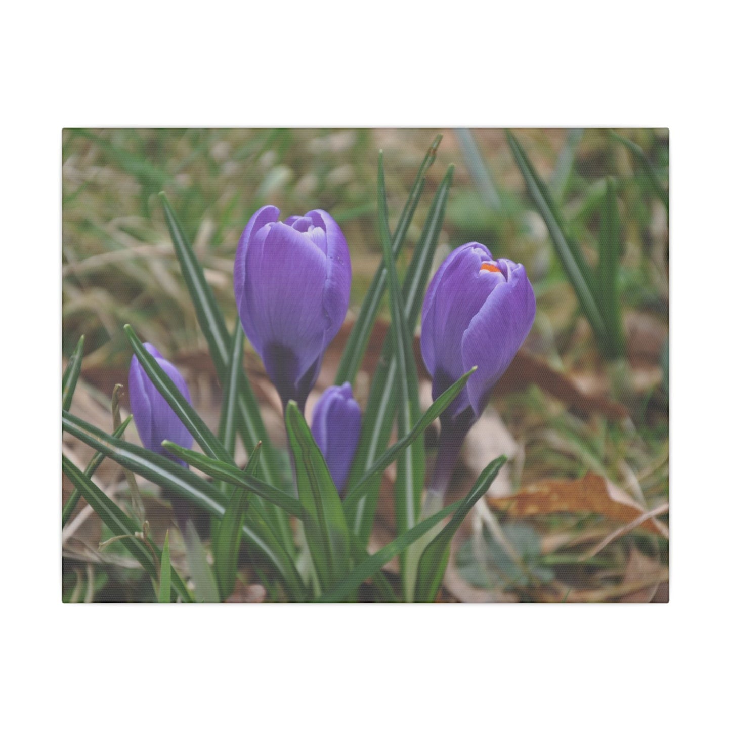 Cluster Of Purple Crocuses Close Up Canvas - The Trio Synergize Group