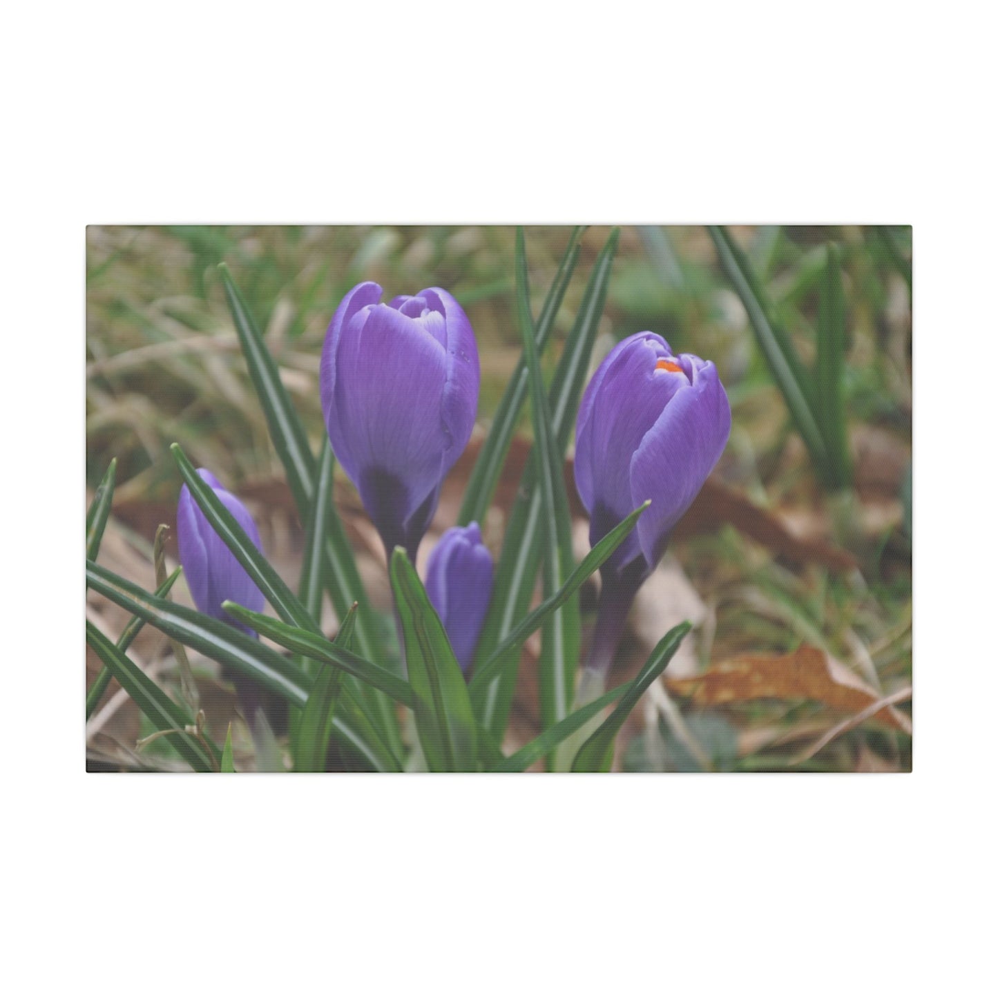 Cluster Of Purple Crocuses Close Up Canvas - The Trio Synergize Group