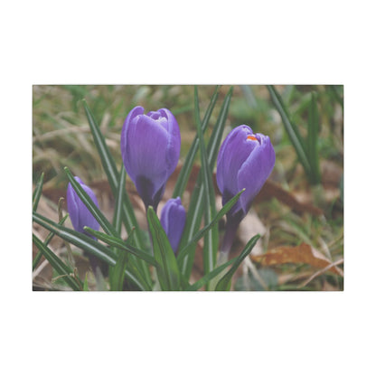 Cluster Of Purple Crocuses Close Up Canvas - The Trio Synergize Group