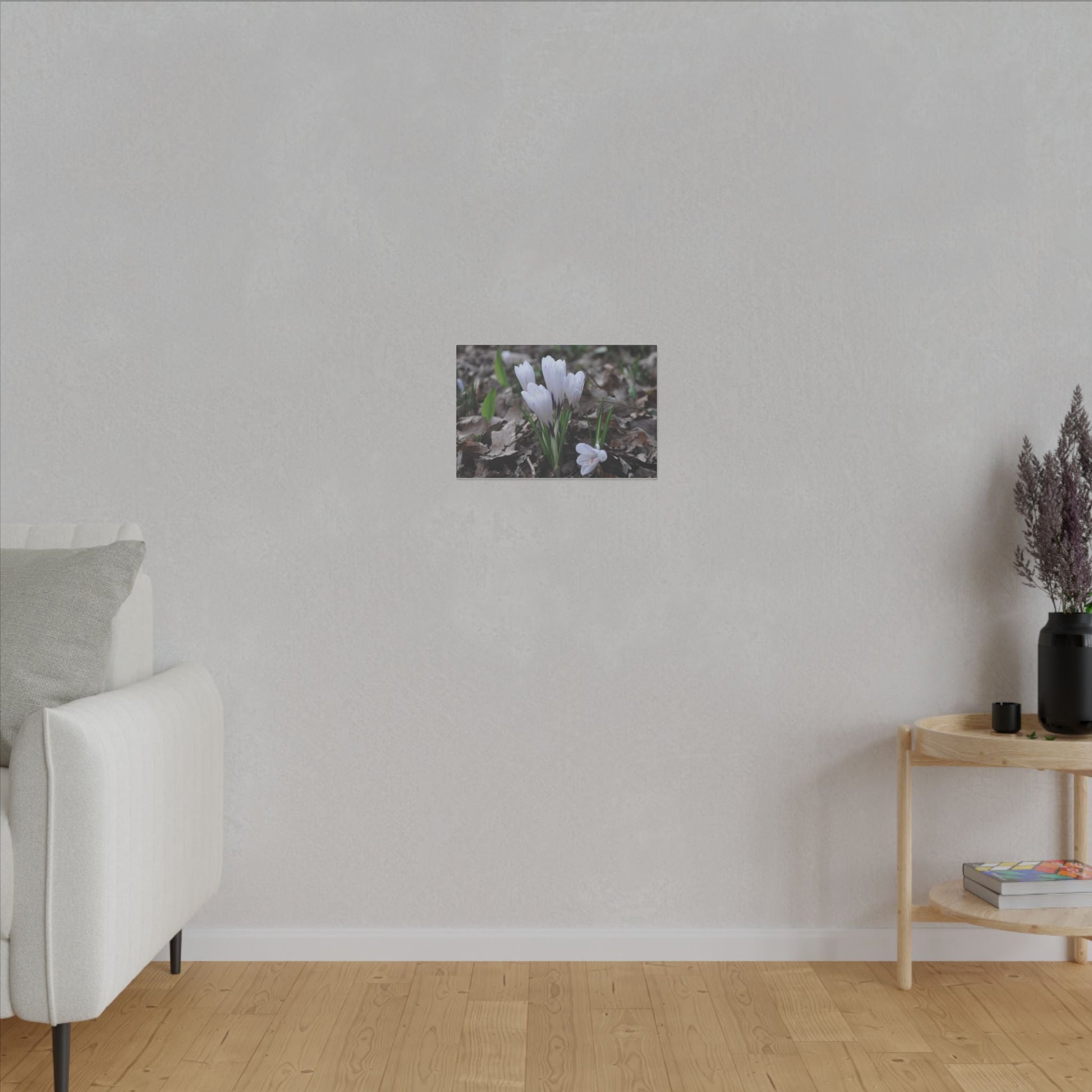 Cluster Of White Crocuses, Side Ground Level Canvas - The Trio Synergize Group