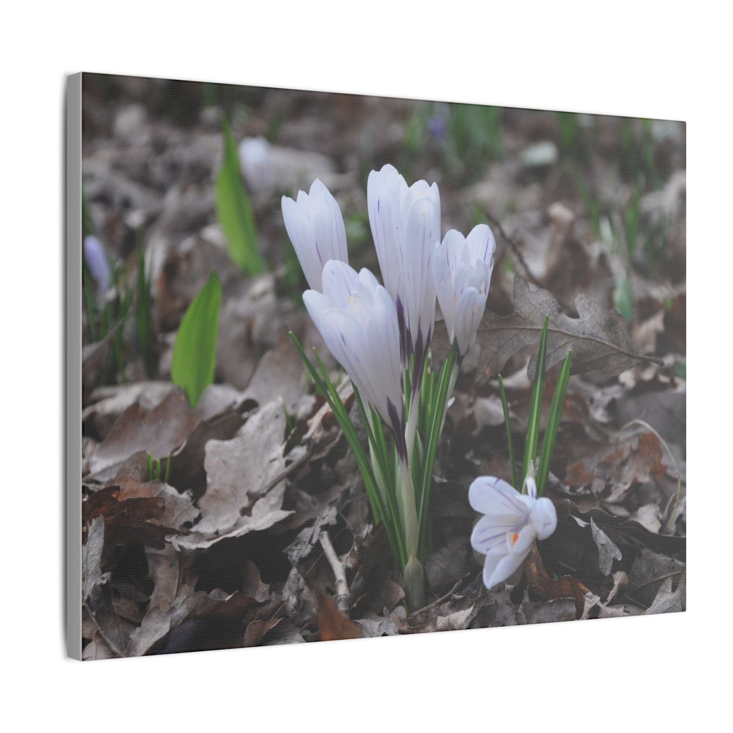 Cluster Of White Crocuses, Side Ground Level Canvas - The Trio Synergize Group