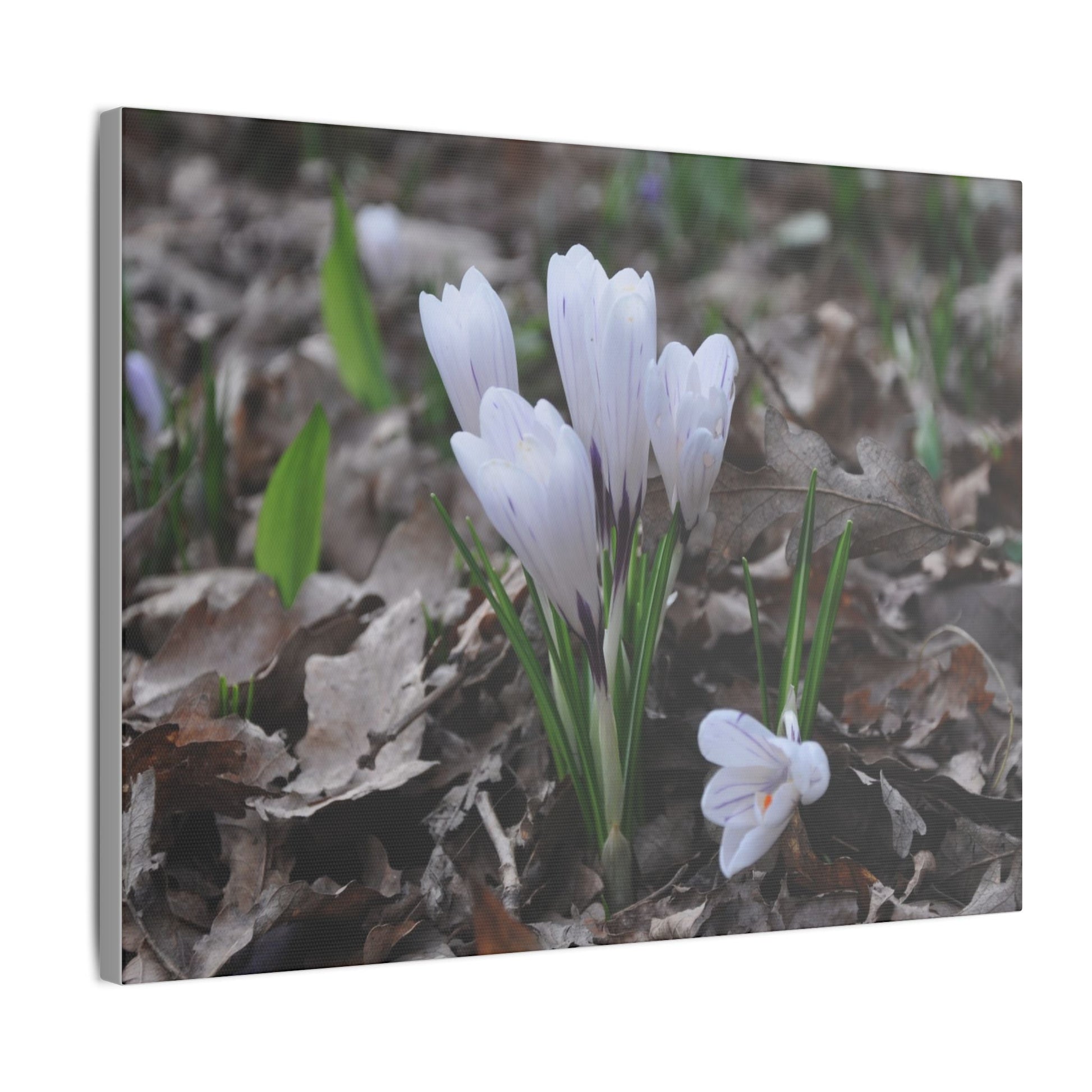 Cluster Of White Crocuses, Side Ground Level Canvas - The Trio Synergize Group