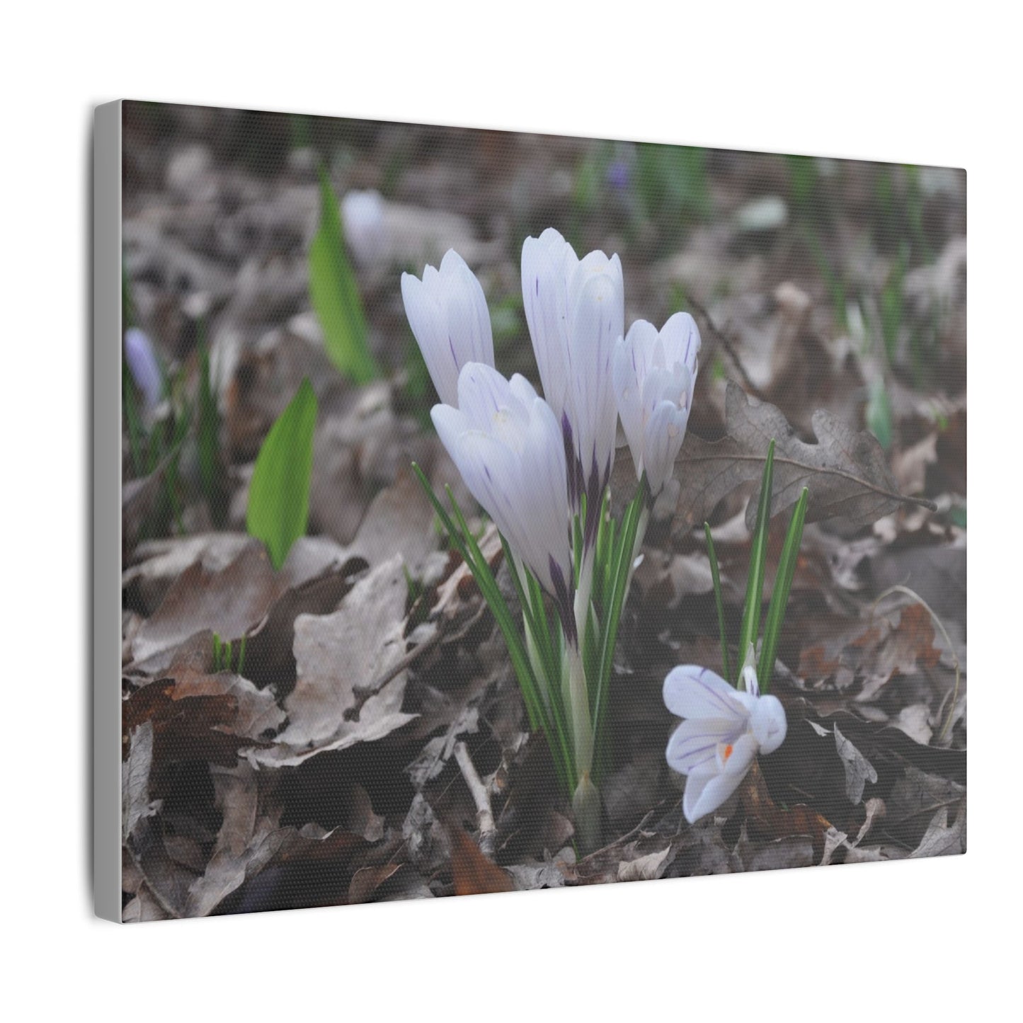Cluster Of White Crocuses, Side Ground Level Canvas - The Trio Synergize Group