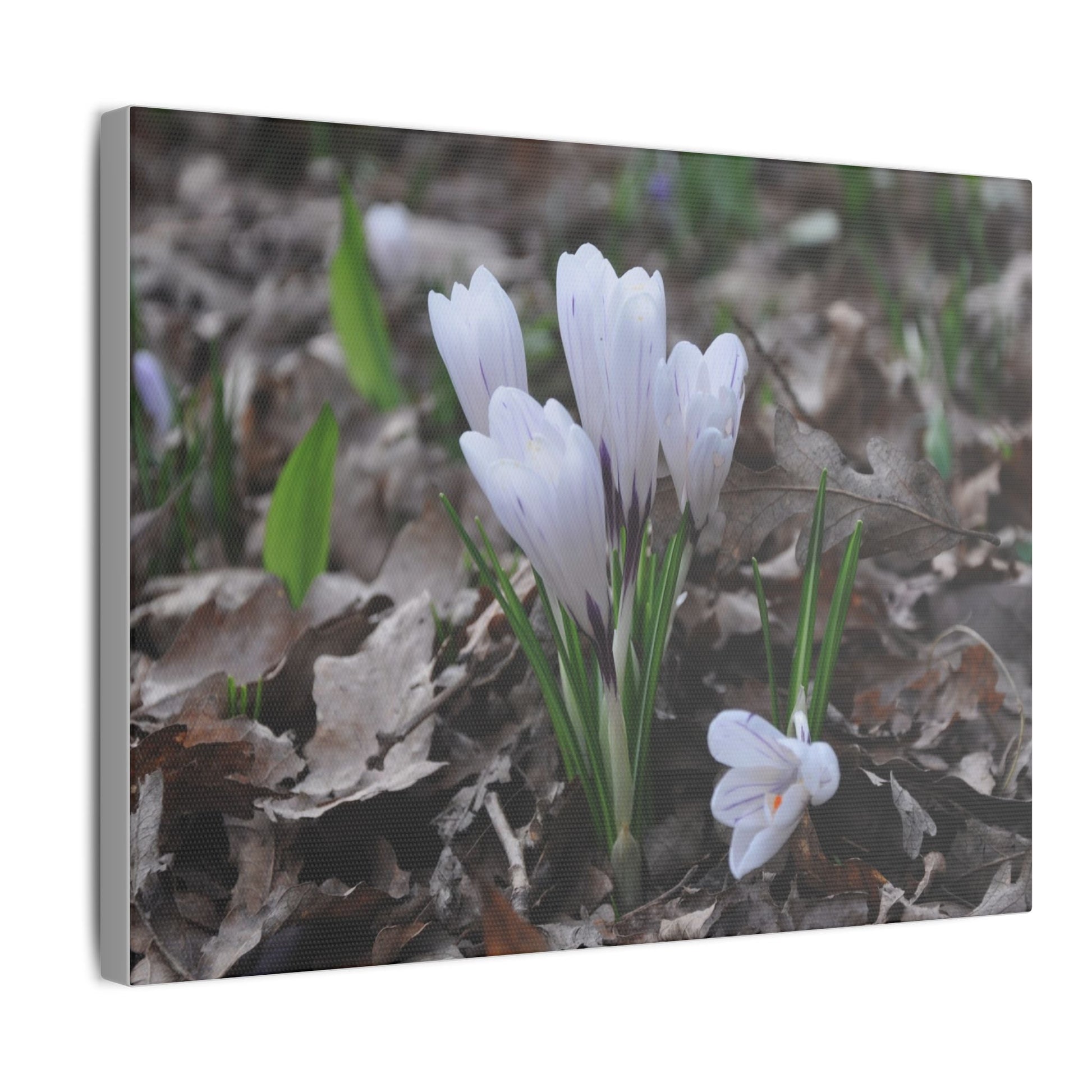 Cluster Of White Crocuses, Side Ground Level Canvas - The Trio Synergize Group