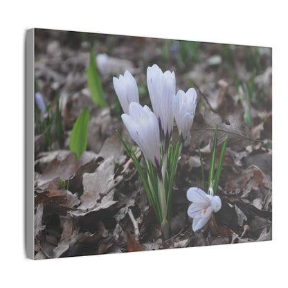 Cluster Of White Crocuses, Side Ground Level Canvas - The Trio Synergize Group