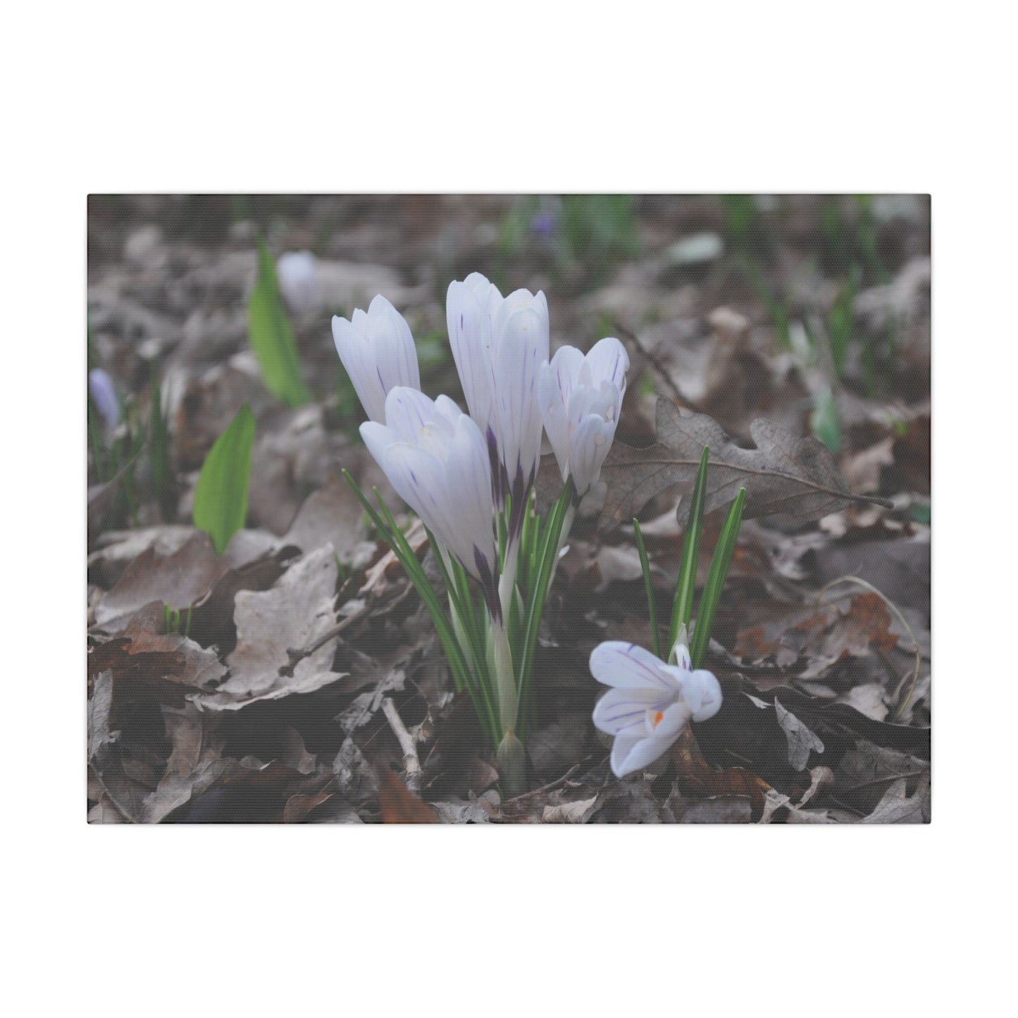 Cluster Of White Crocuses, Side Ground Level Canvas - The Trio Synergize Group