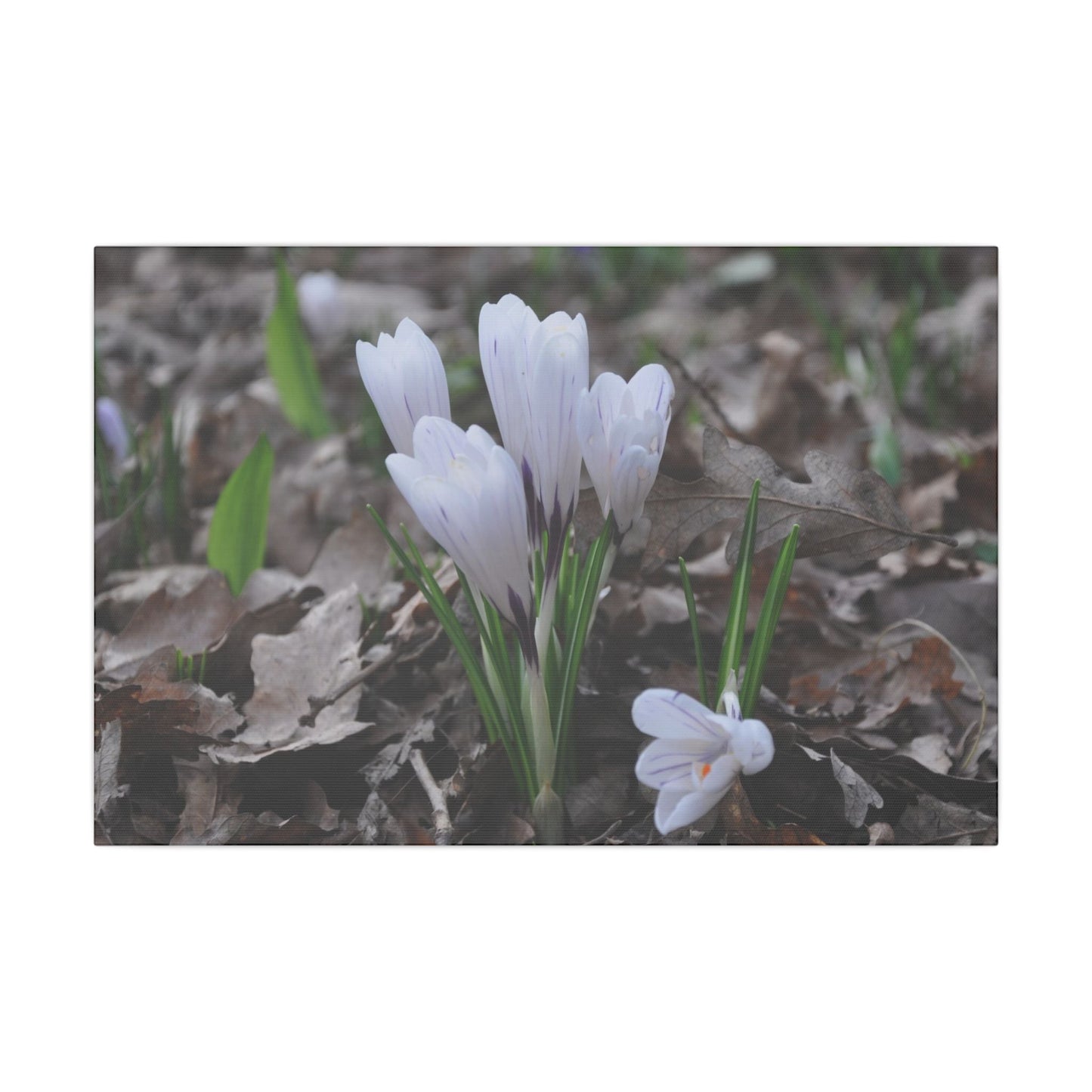 Cluster Of White Crocuses, Side Ground Level Canvas - The Trio Synergize Group