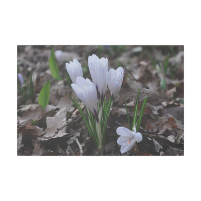 Cluster Of White Crocuses, Side Ground Level Canvas - The Trio Synergize Group