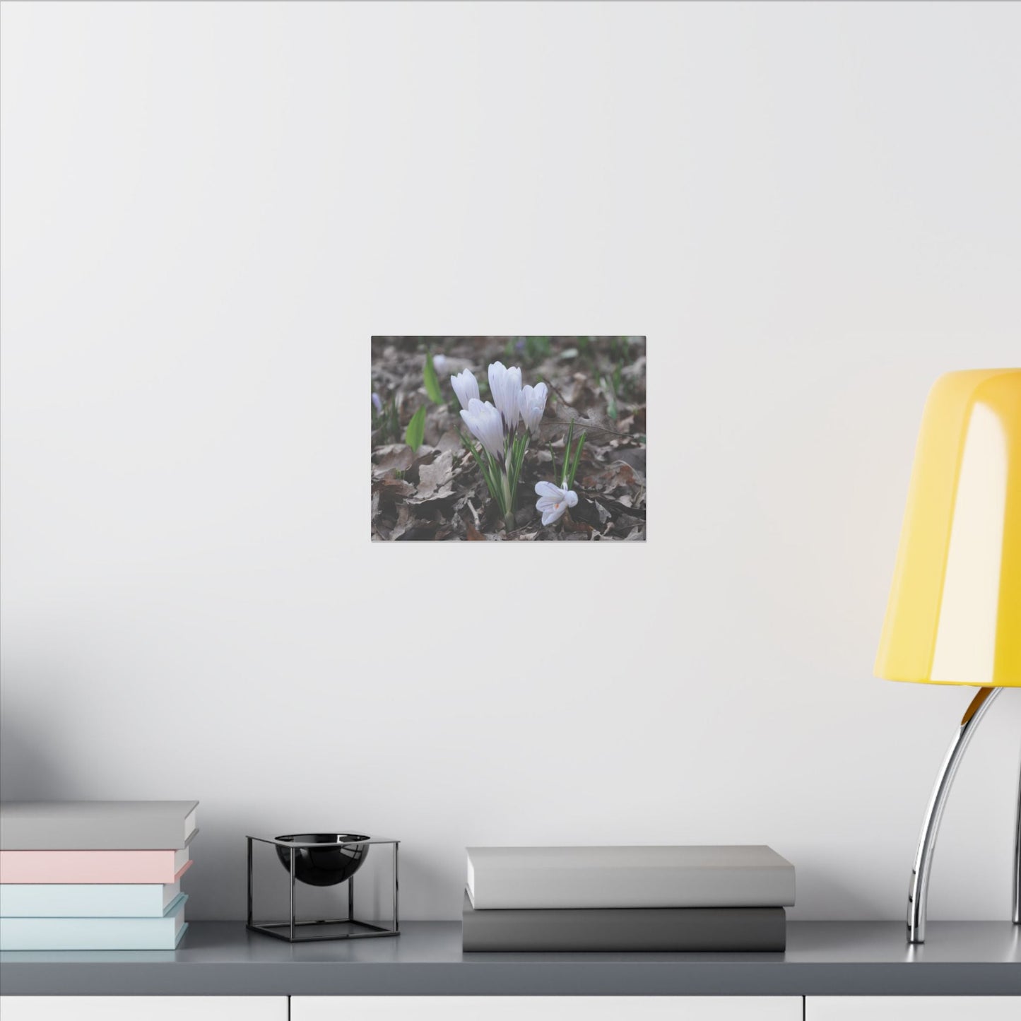 Cluster Of White Crocuses, Side Ground Level Canvas - The Trio Synergize Group