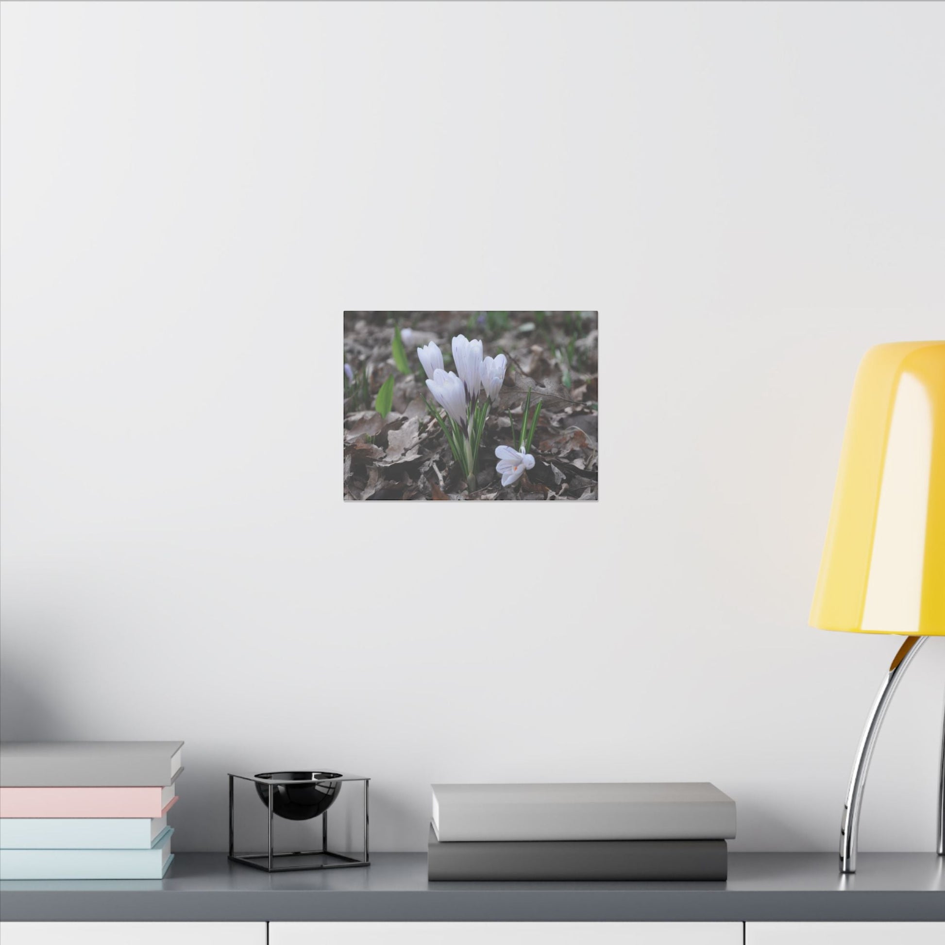 Cluster Of White Crocuses, Side Ground Level Canvas - The Trio Synergize Group