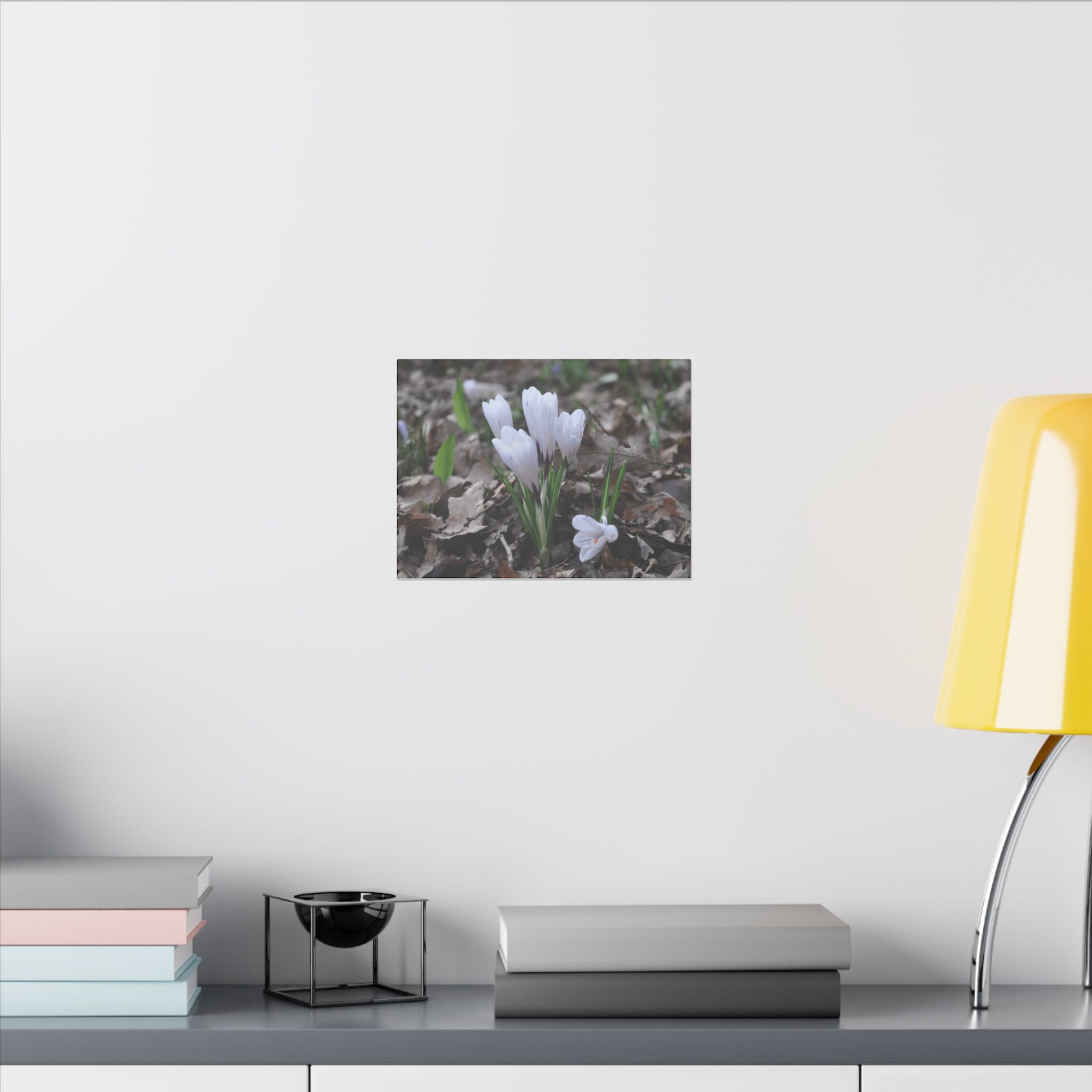 Cluster Of White Crocuses, Side Ground Level Canvas - The Trio Synergize Group