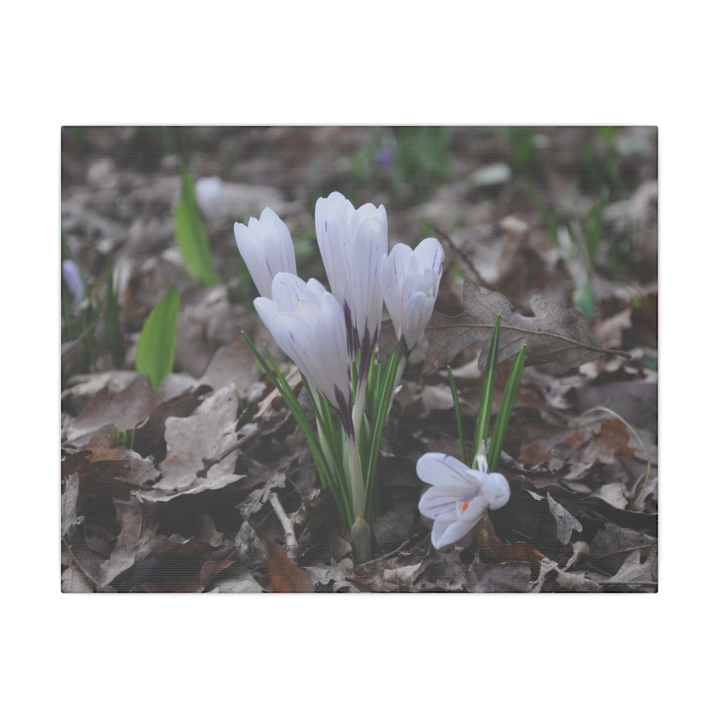 Cluster Of White Crocuses, Side Ground Level Canvas - The Trio Synergize Group