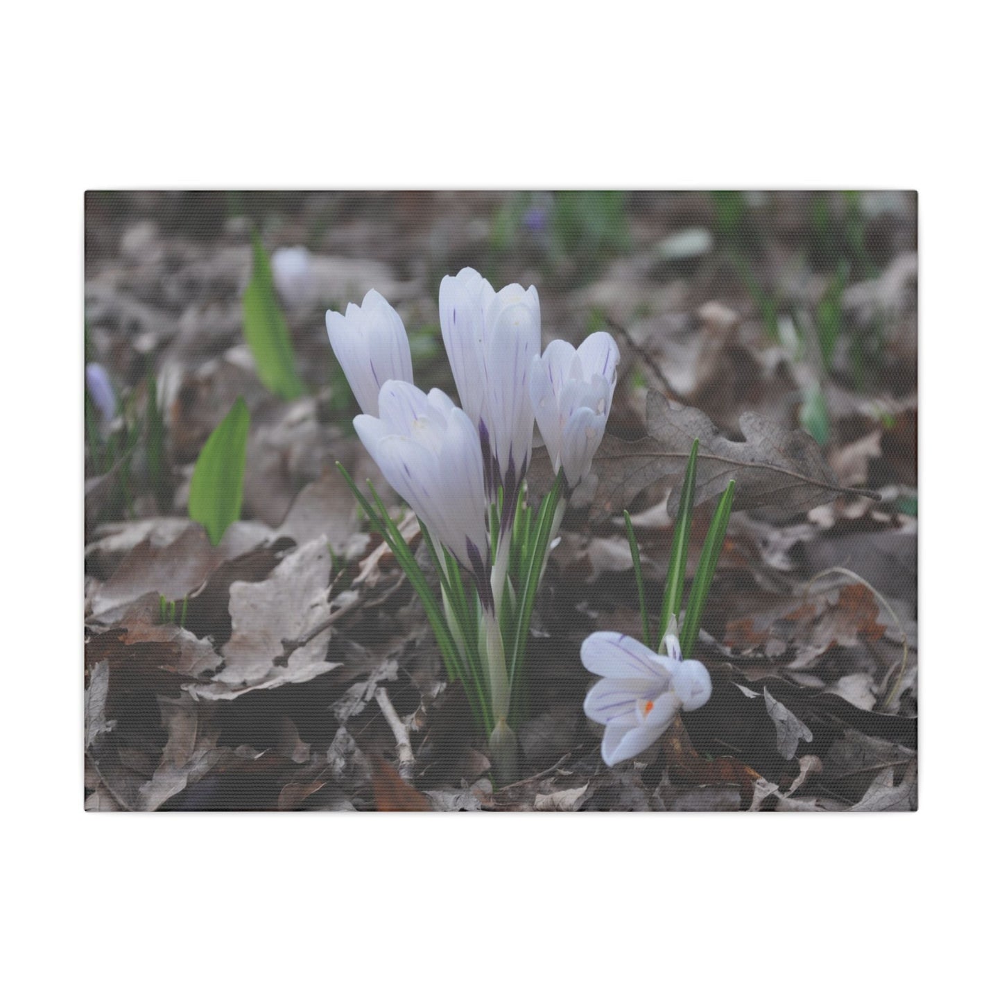 Cluster Of White Crocuses, Side Ground Level Canvas - The Trio Synergize Group
