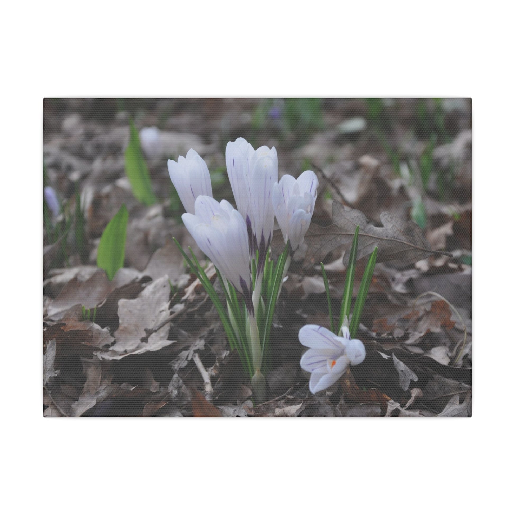Cluster Of White Crocuses, Side Ground Level Canvas - The Trio Synergize Group
