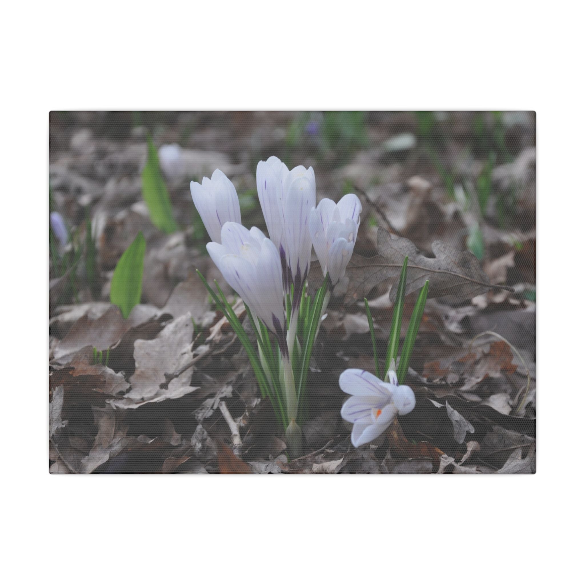 Cluster Of White Crocuses, Side Ground Level Canvas - The Trio Synergize Group