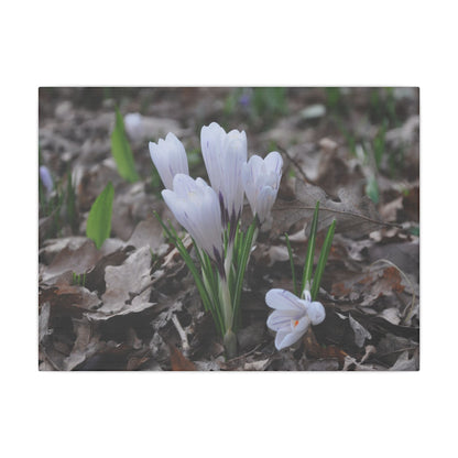 Cluster Of White Crocuses, Side Ground Level Canvas - The Trio Synergize Group