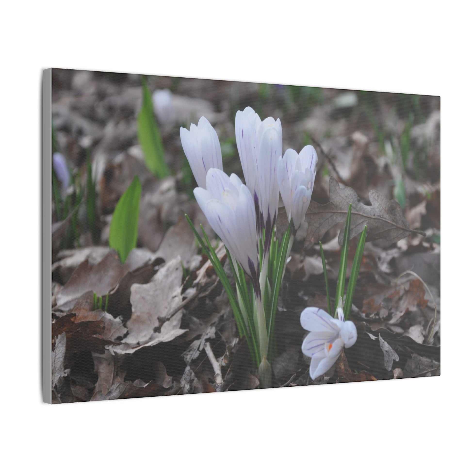 Cluster Of White Crocuses, Side Ground Level Canvas - The Trio Synergize Group