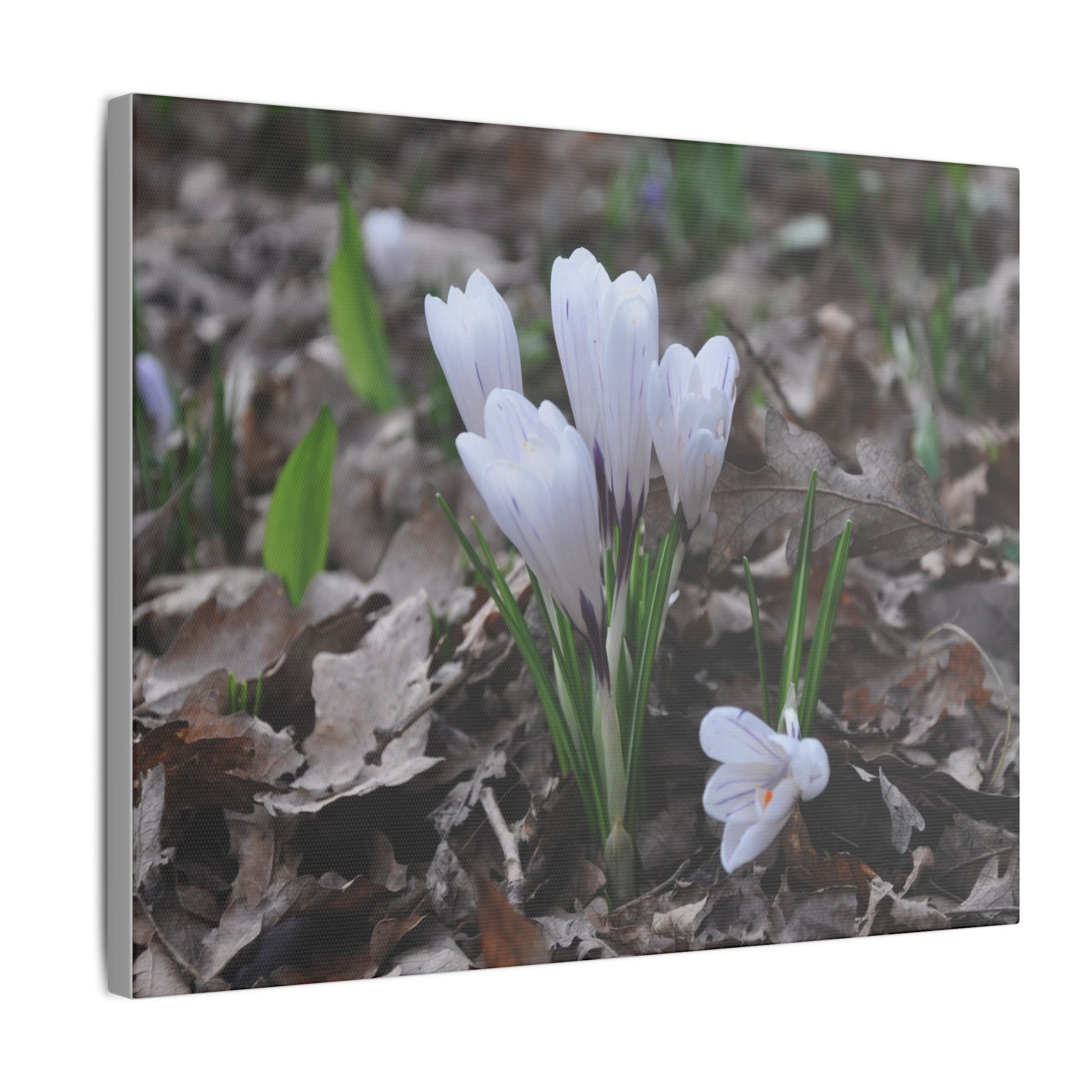 Cluster Of White Crocuses, Side Ground Level Canvas - The Trio Synergize Group